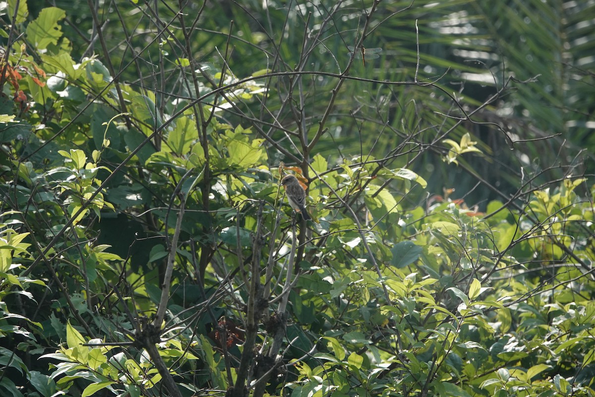 Siberian Stonechat - ML645434918