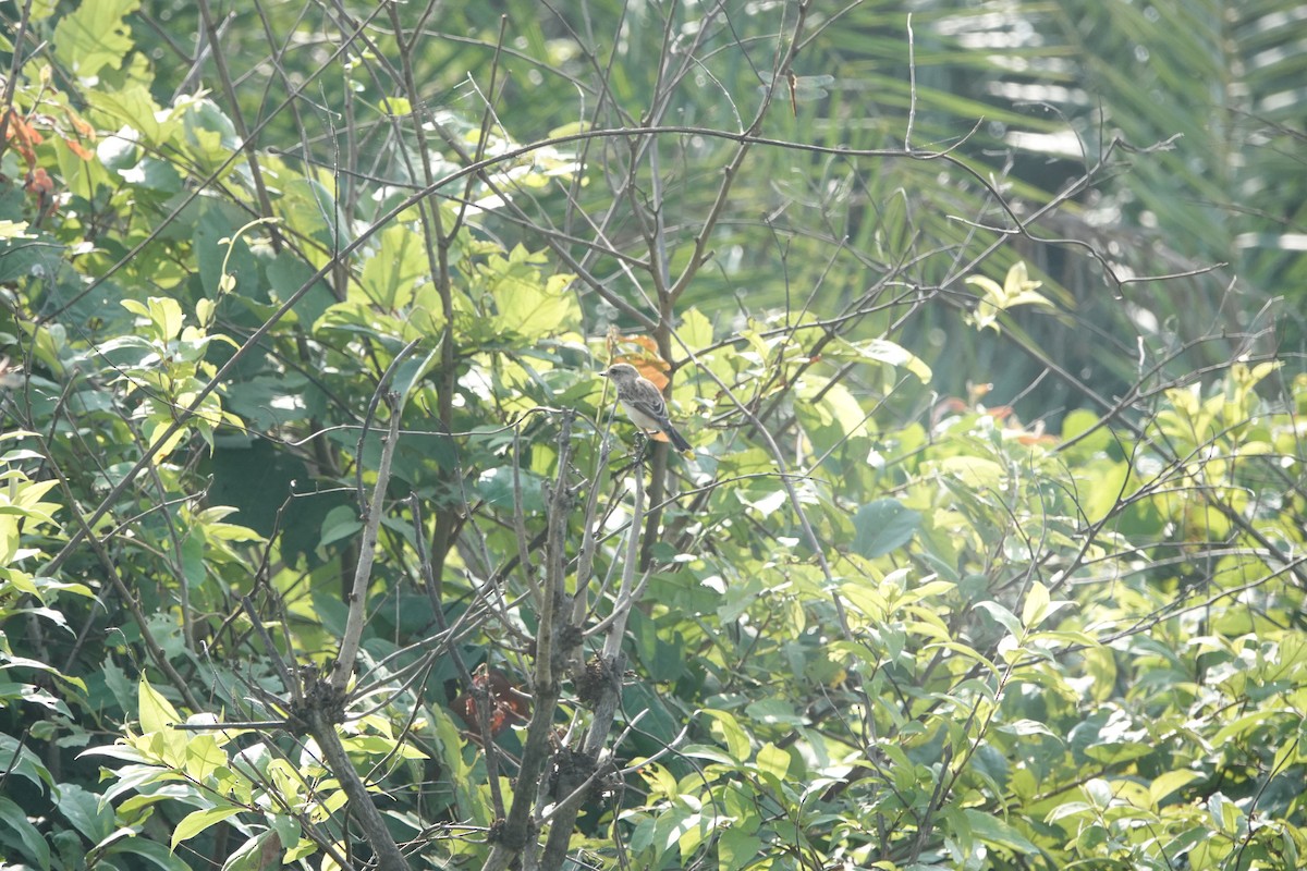 Siberian Stonechat - ML645434919