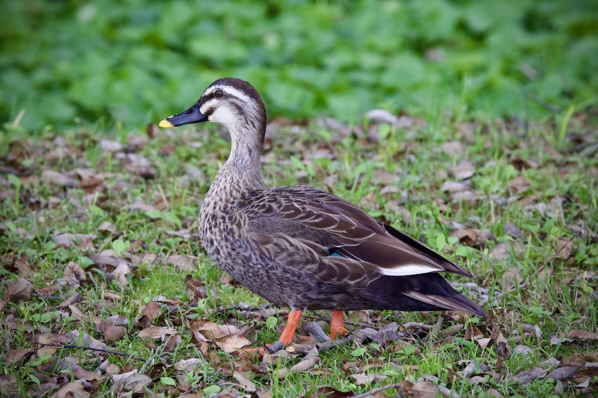 Крижень китайський - ML645434938