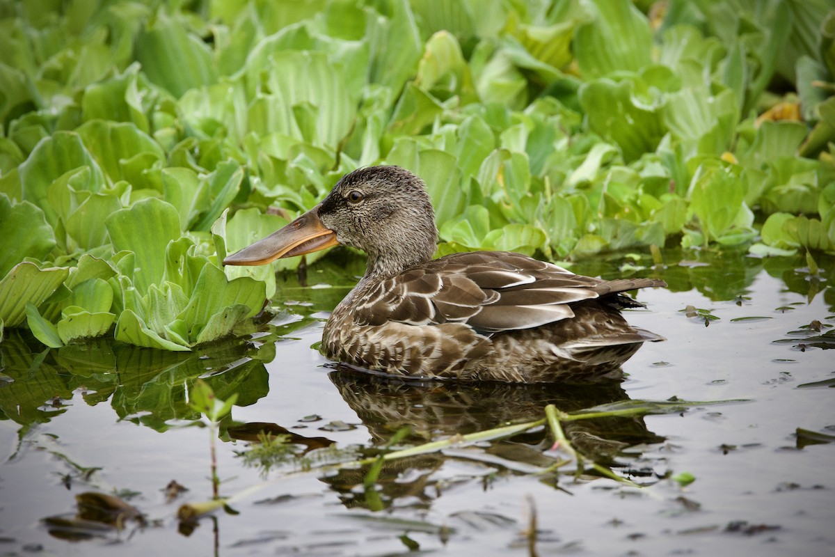 Широконіска північна - ML645434957