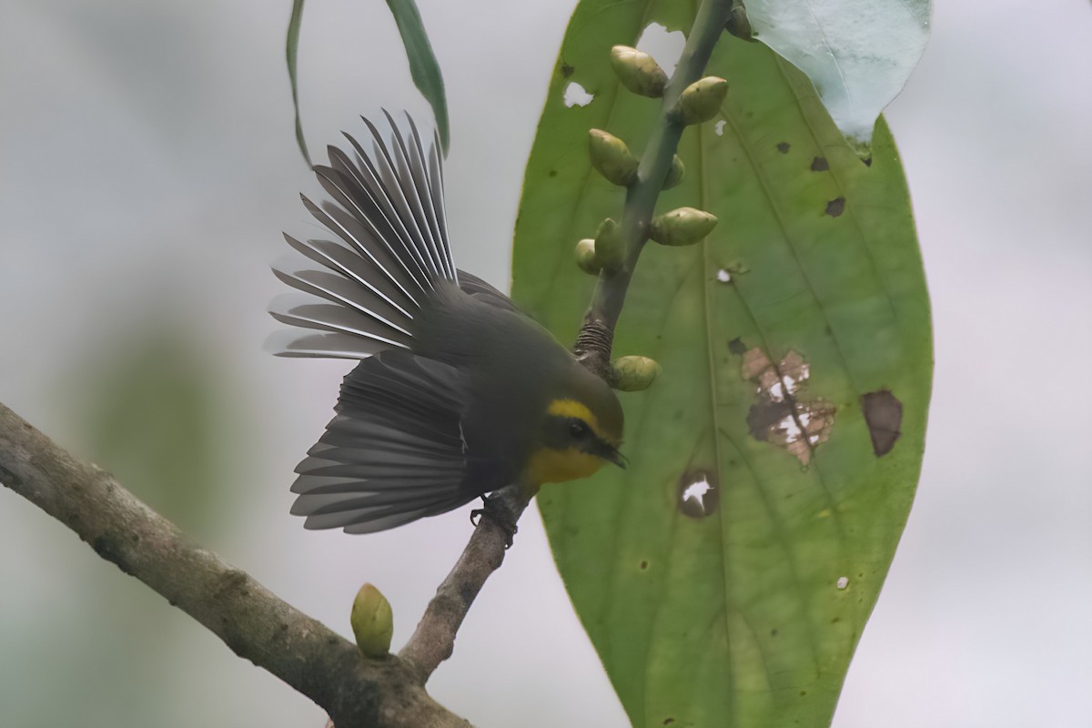 Yellow-bellied Fairy-Fantail - ML645434983