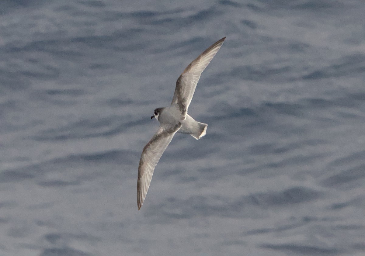 Голубой буревестник - ML645435015