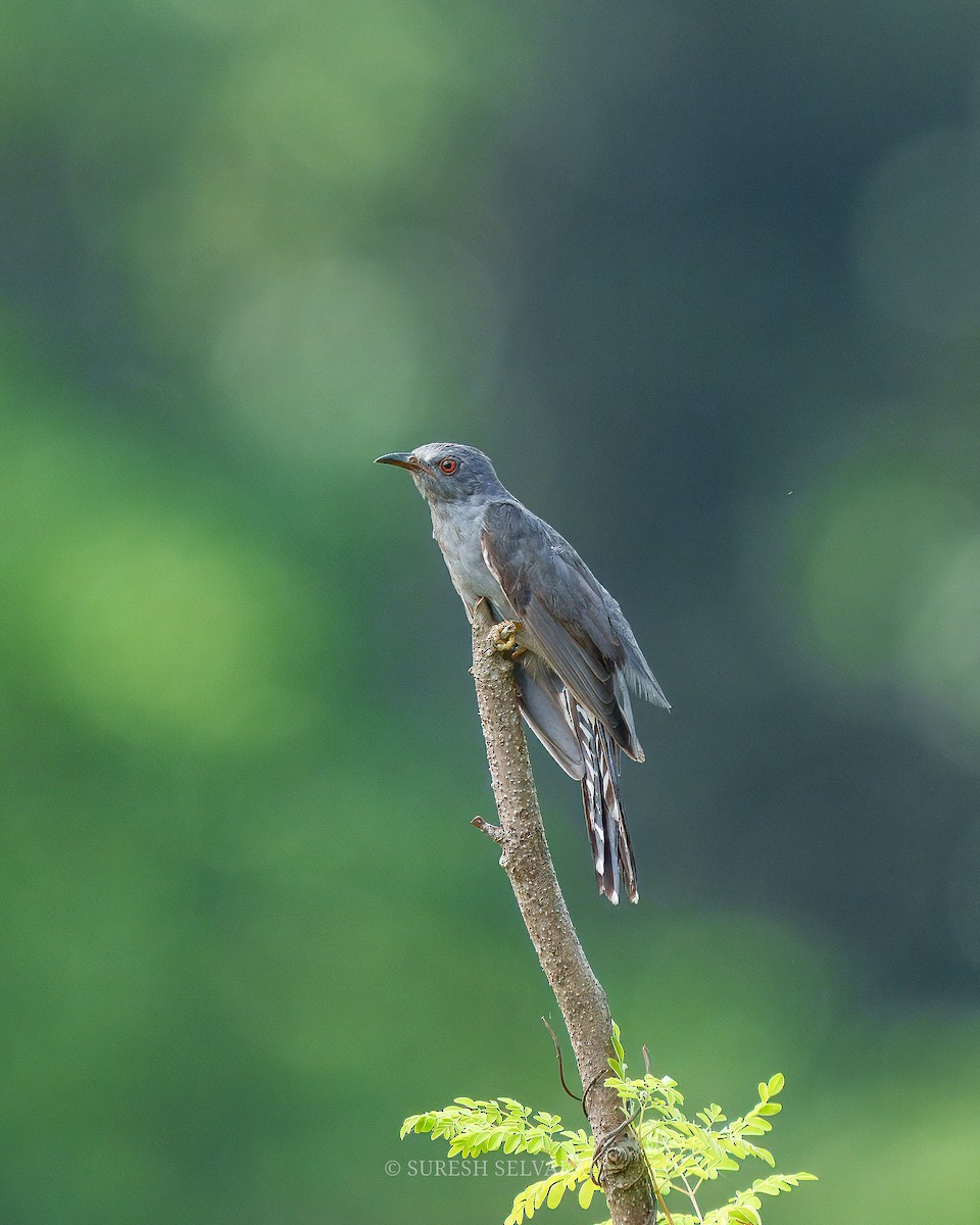 Воробьиная кукушка - ML645435019