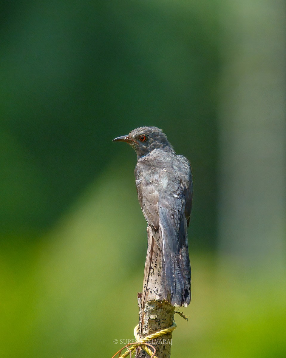 Воробьиная кукушка - ML645435020