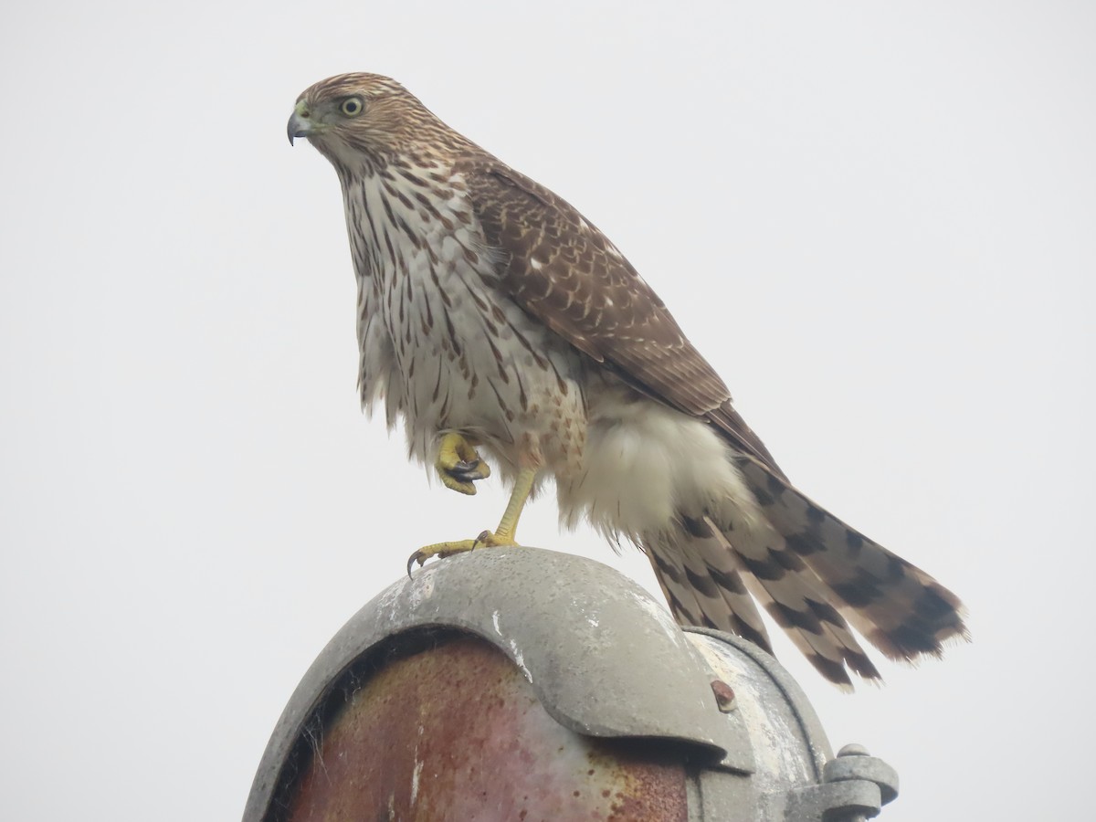 Cooper's Hawk - ML645435038