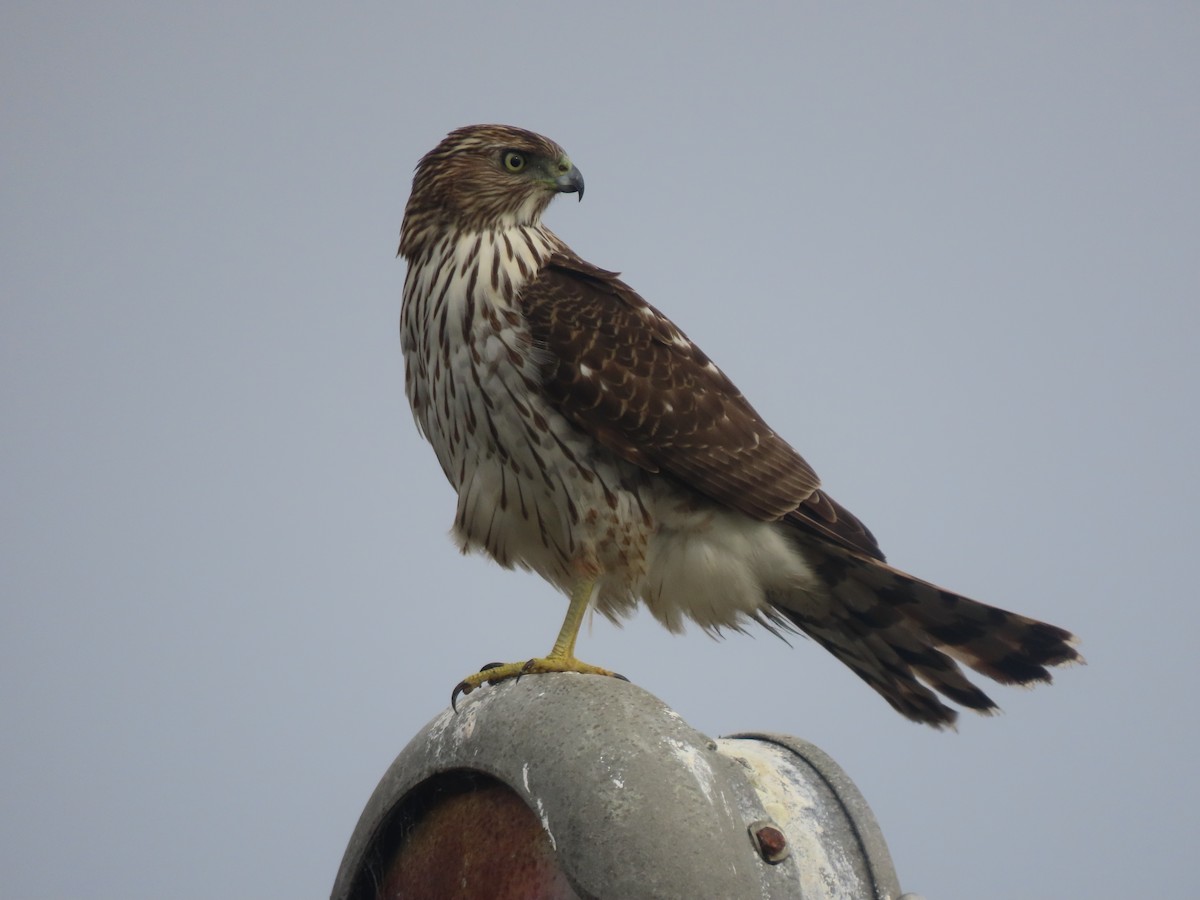 Cooper's Hawk - ML645435039