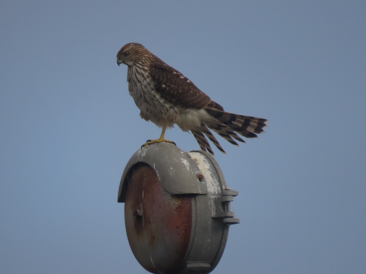Cooper's Hawk - ML645435040