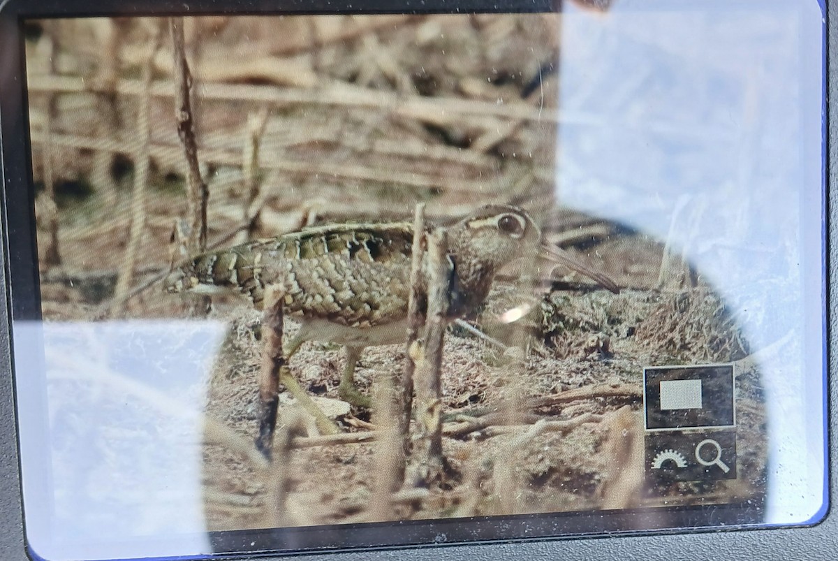 Greater Painted-Snipe - ML645435043