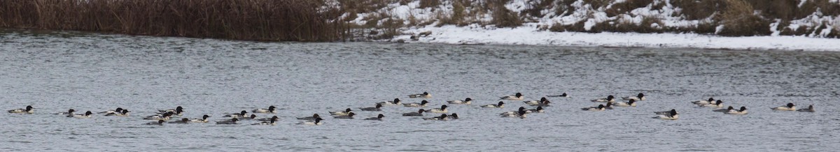 Common Merganser - ML645435057