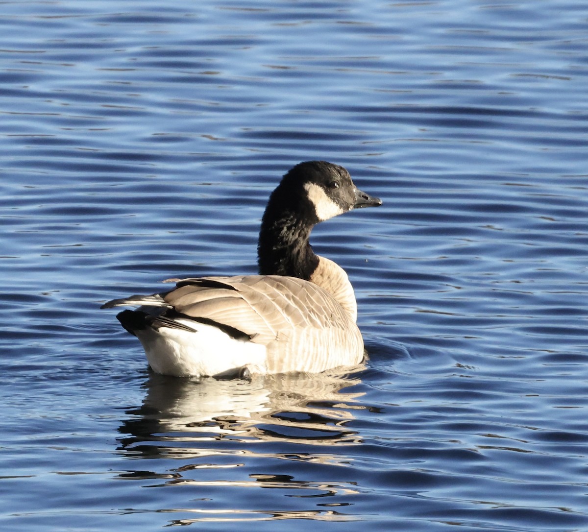 Харлаг галуу - ML645435060