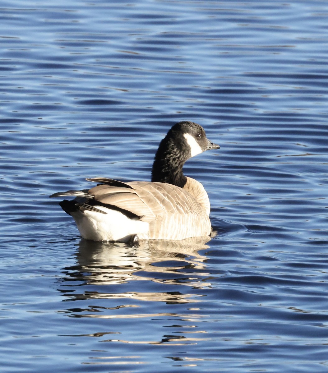 Харлаг галуу - ML645435061