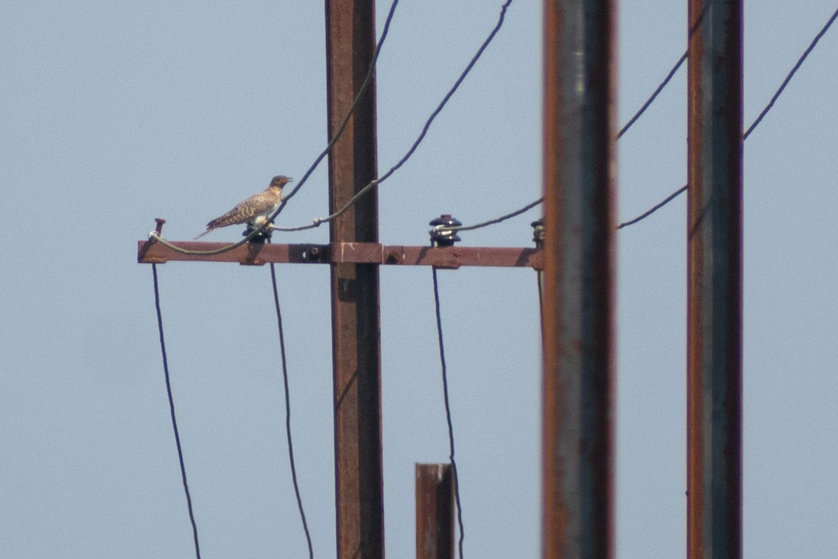 kukačka obecná - ML645435076