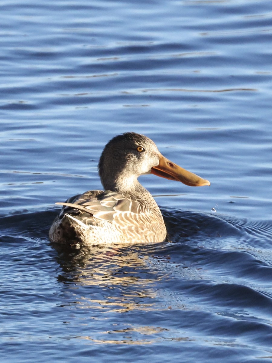 Халбага нугас - ML645435079