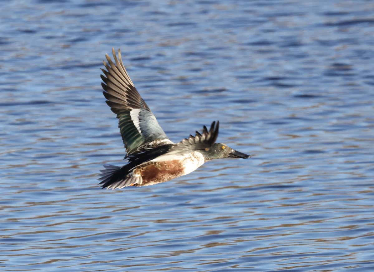 Халбага нугас - ML645435080