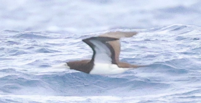 Brown Booby - ML645435083