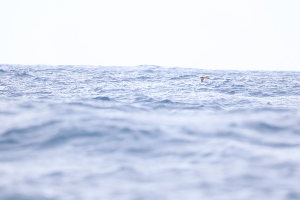 Brown Booby - ML645435084