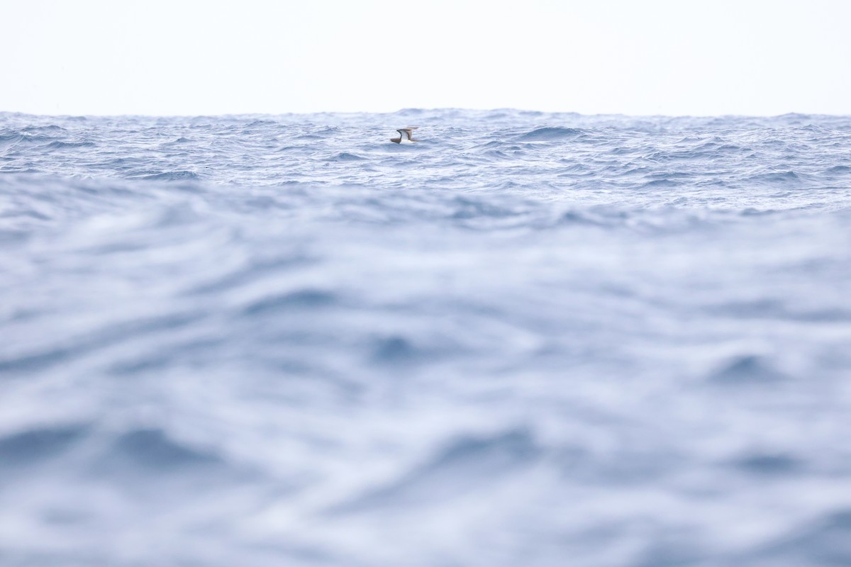 Brown Booby - ML645435085