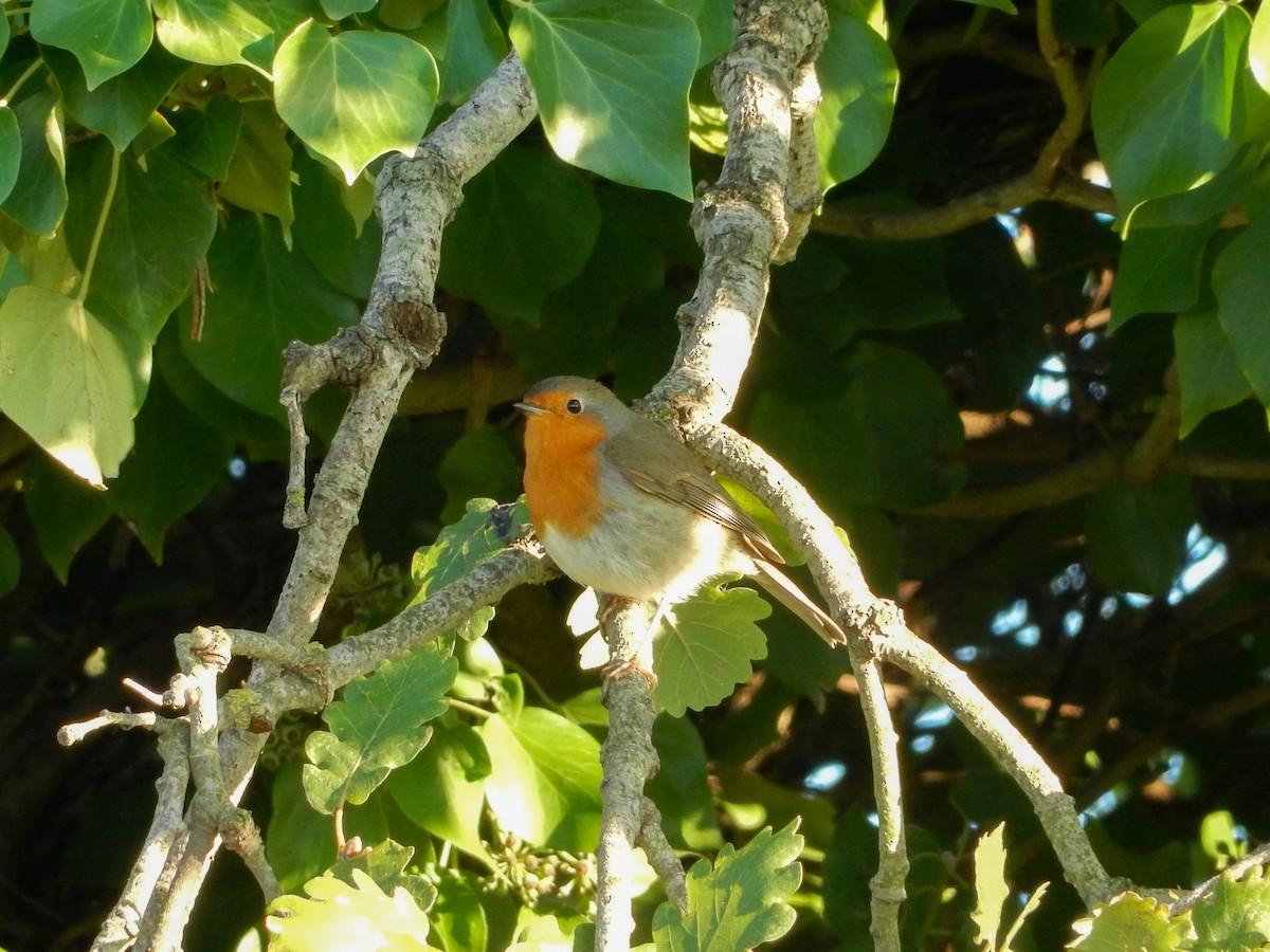 červenka obecná - ML645435100