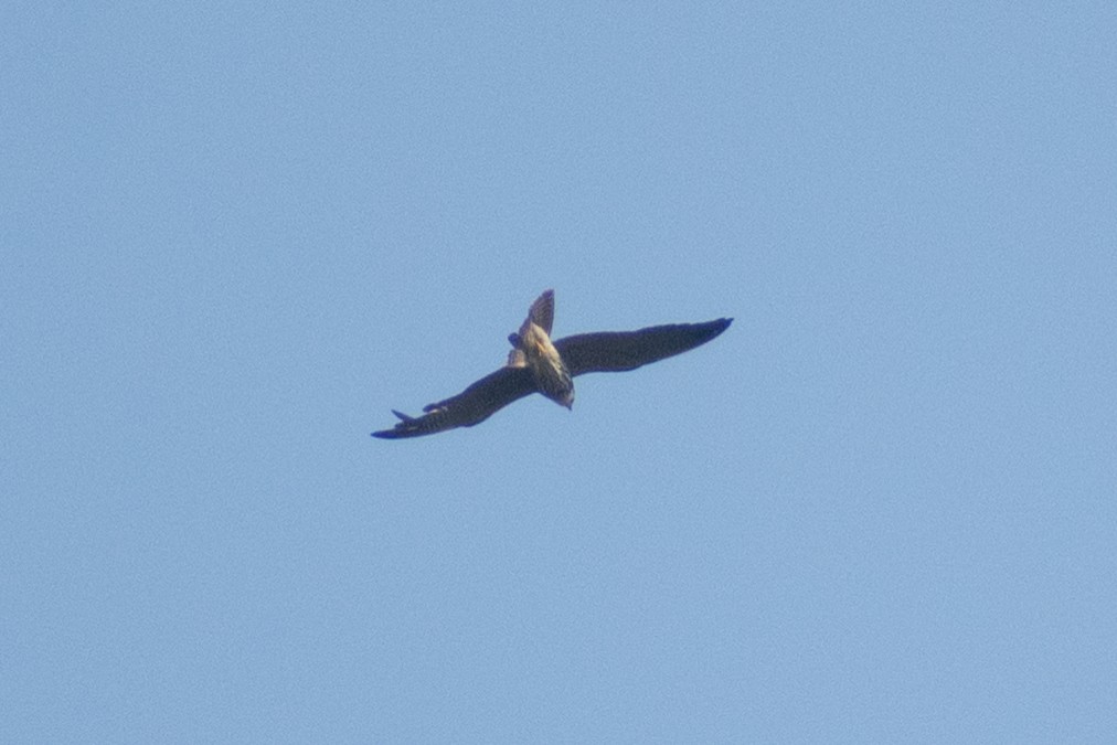 ostříž lesní - ML645435109