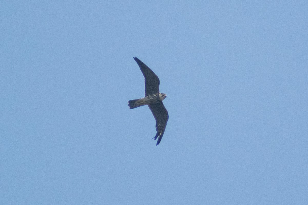 ostříž lesní - ML645435110