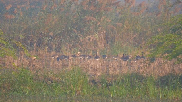 Greater White-fronted Goose - ML645435113