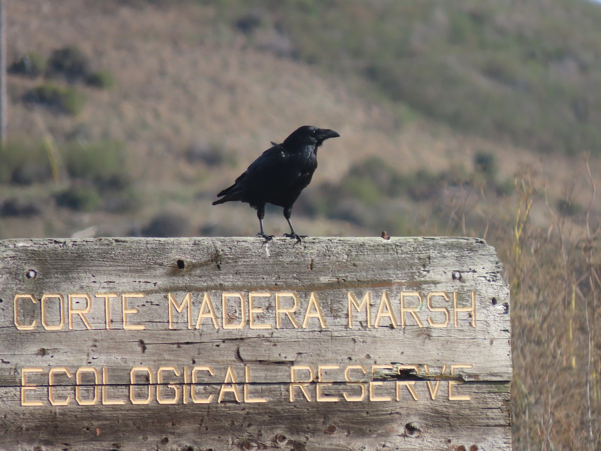 Common Raven - ML645435117