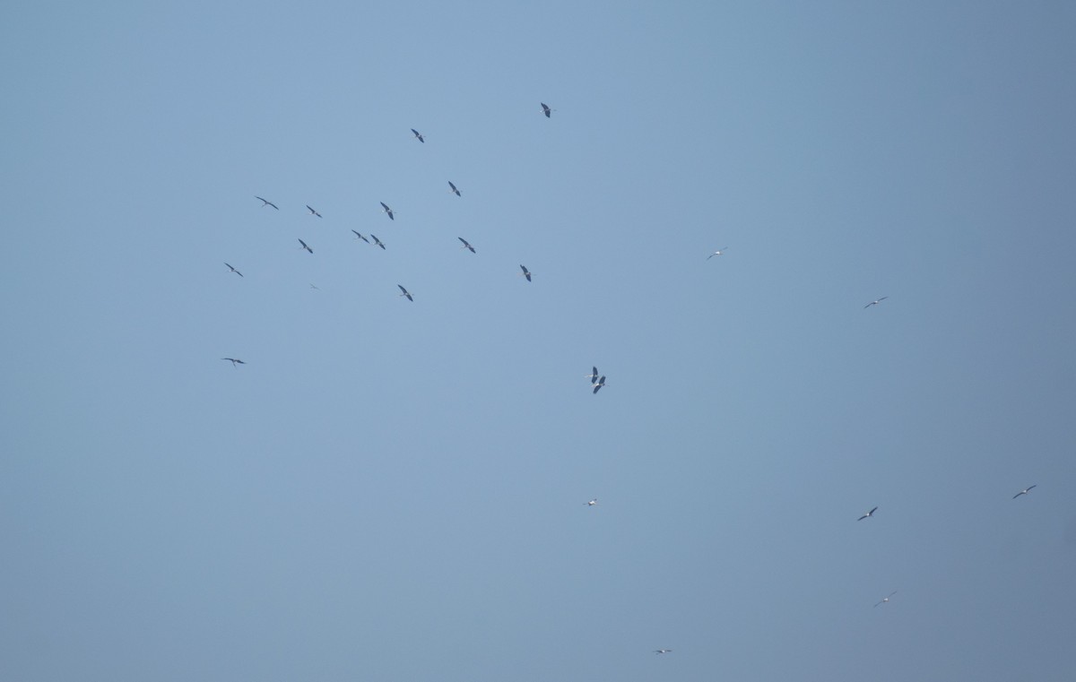 nesyt indický - ML645435132