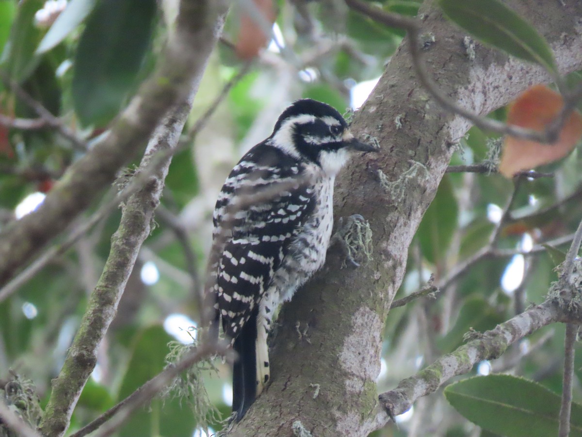 Nuttall's Woodpecker - ML645435143
