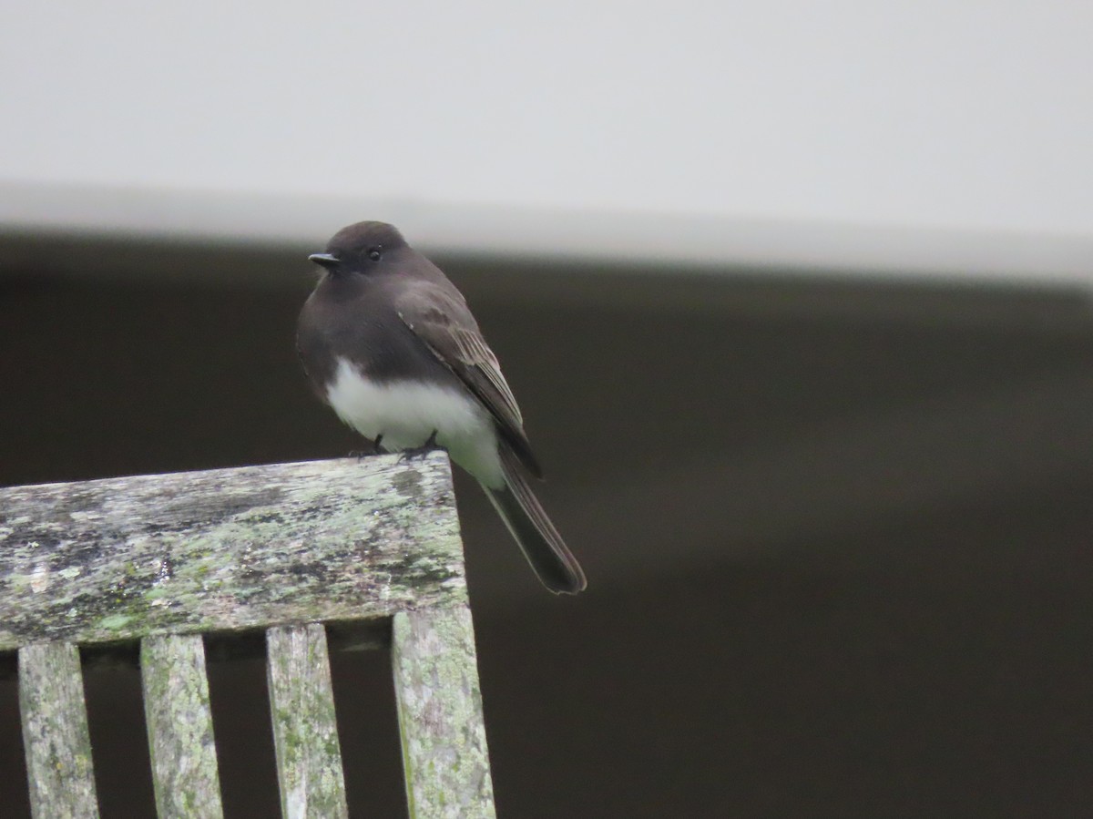 Black Phoebe - ML645435147