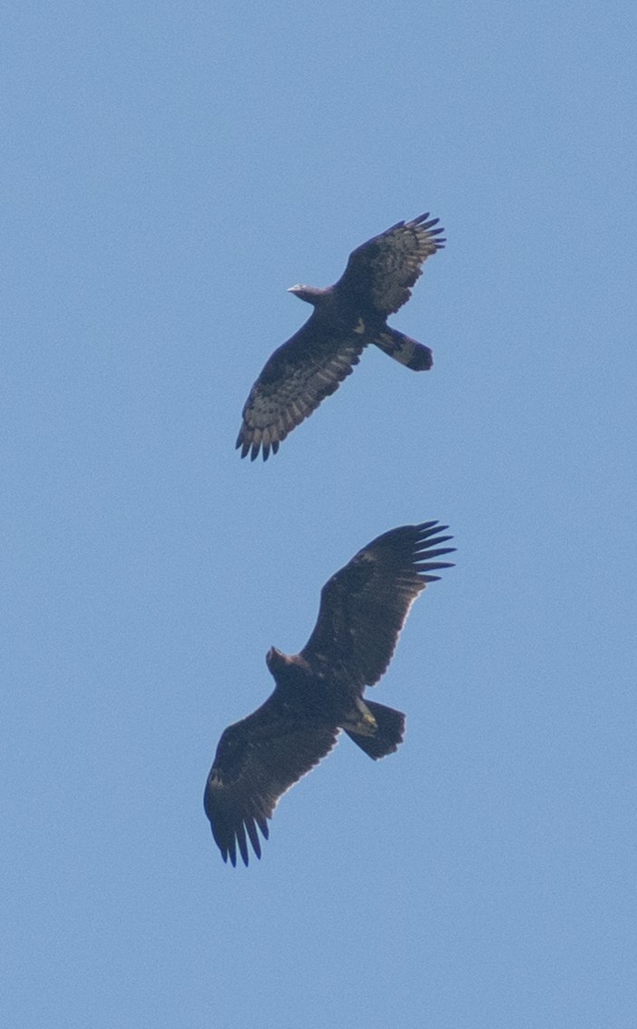 včelojed chocholatý - ML645435165