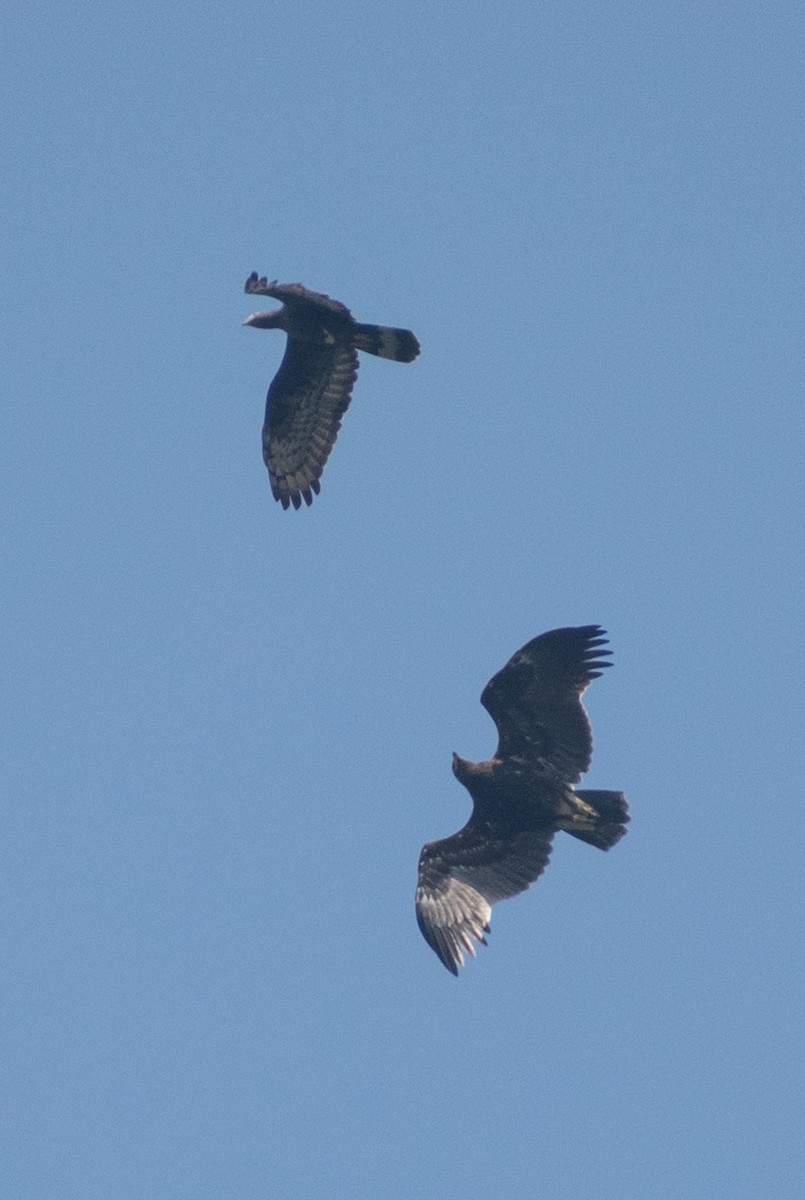 včelojed chocholatý - ML645435166