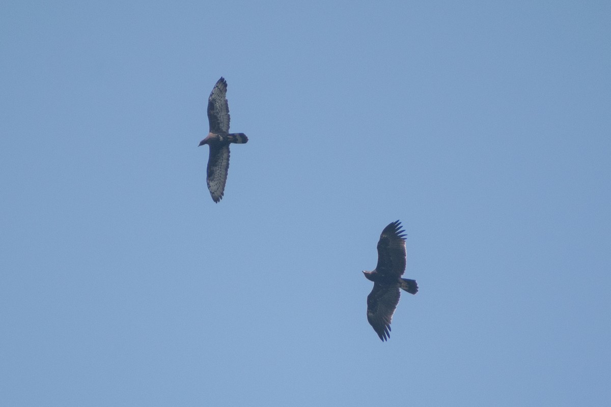 včelojed chocholatý - ML645435167