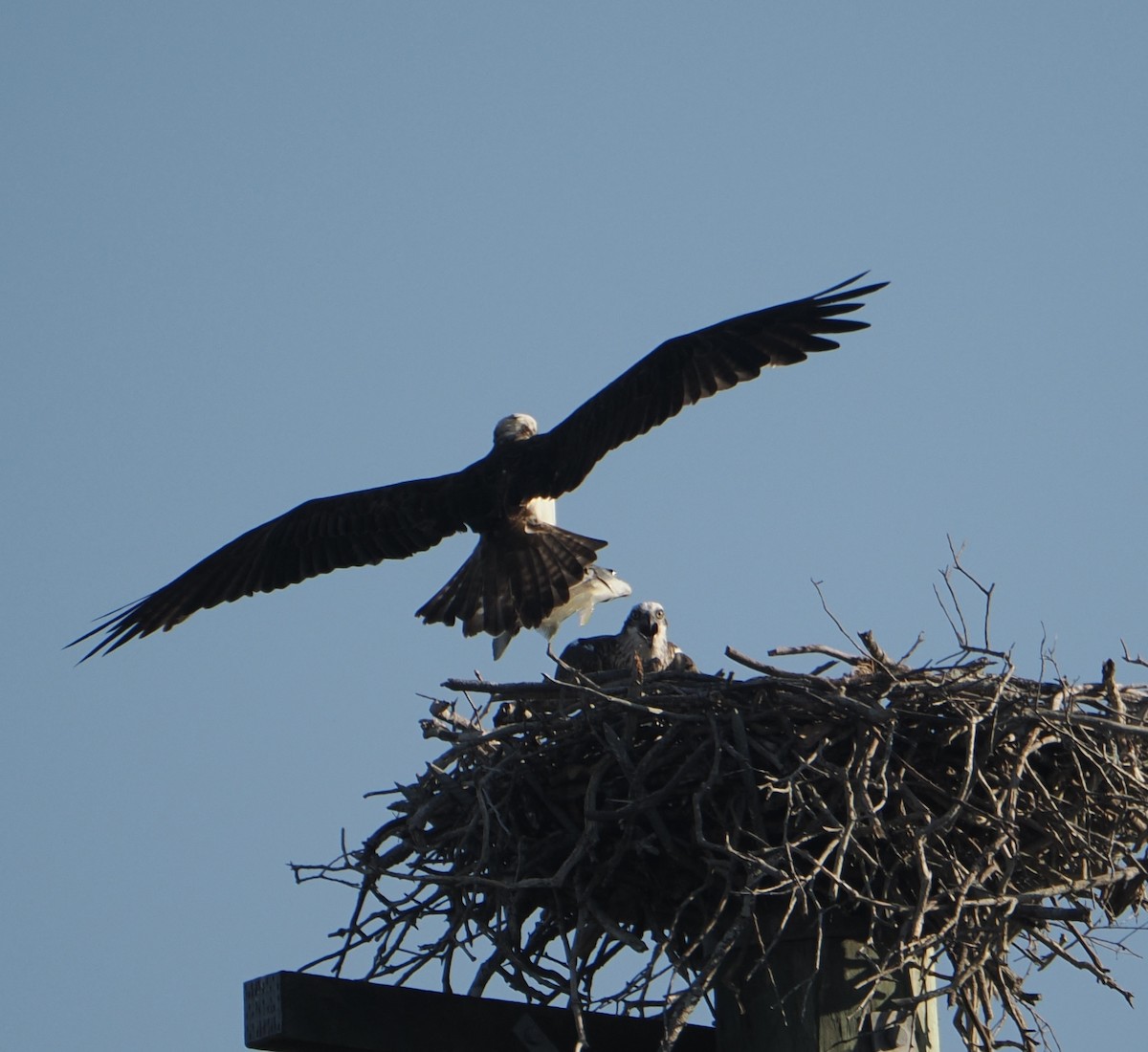 Osprey - ML645435173