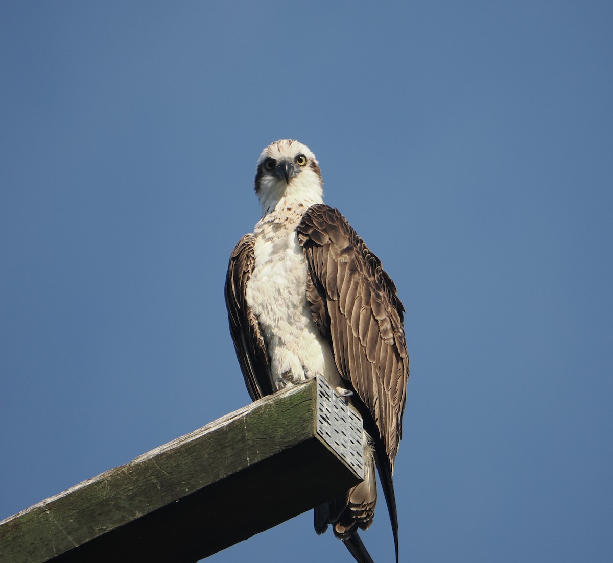 Osprey - ML645435174