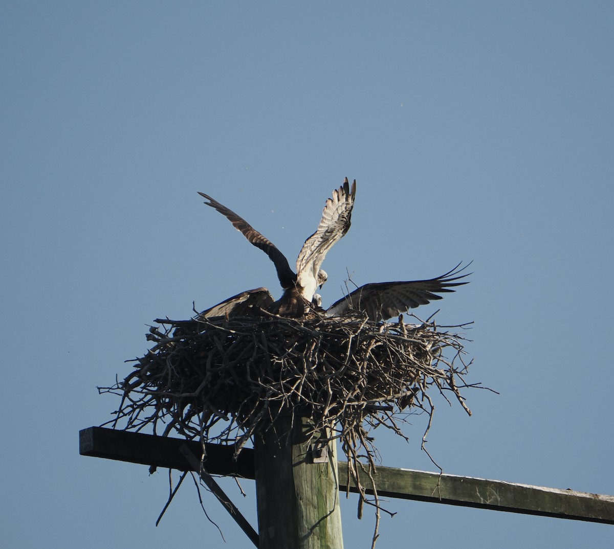 Osprey - ML645435175