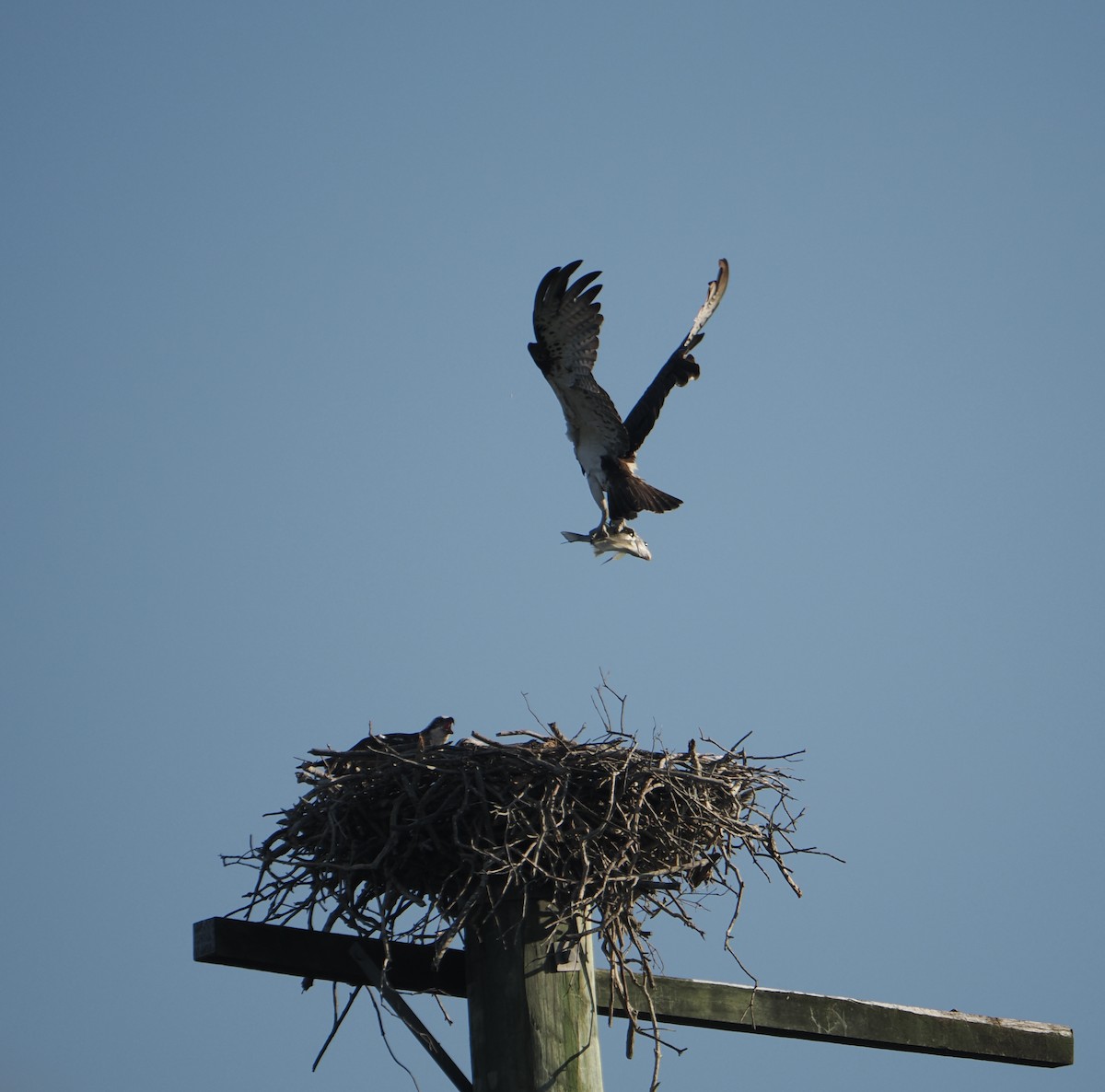 Osprey - ML645435176