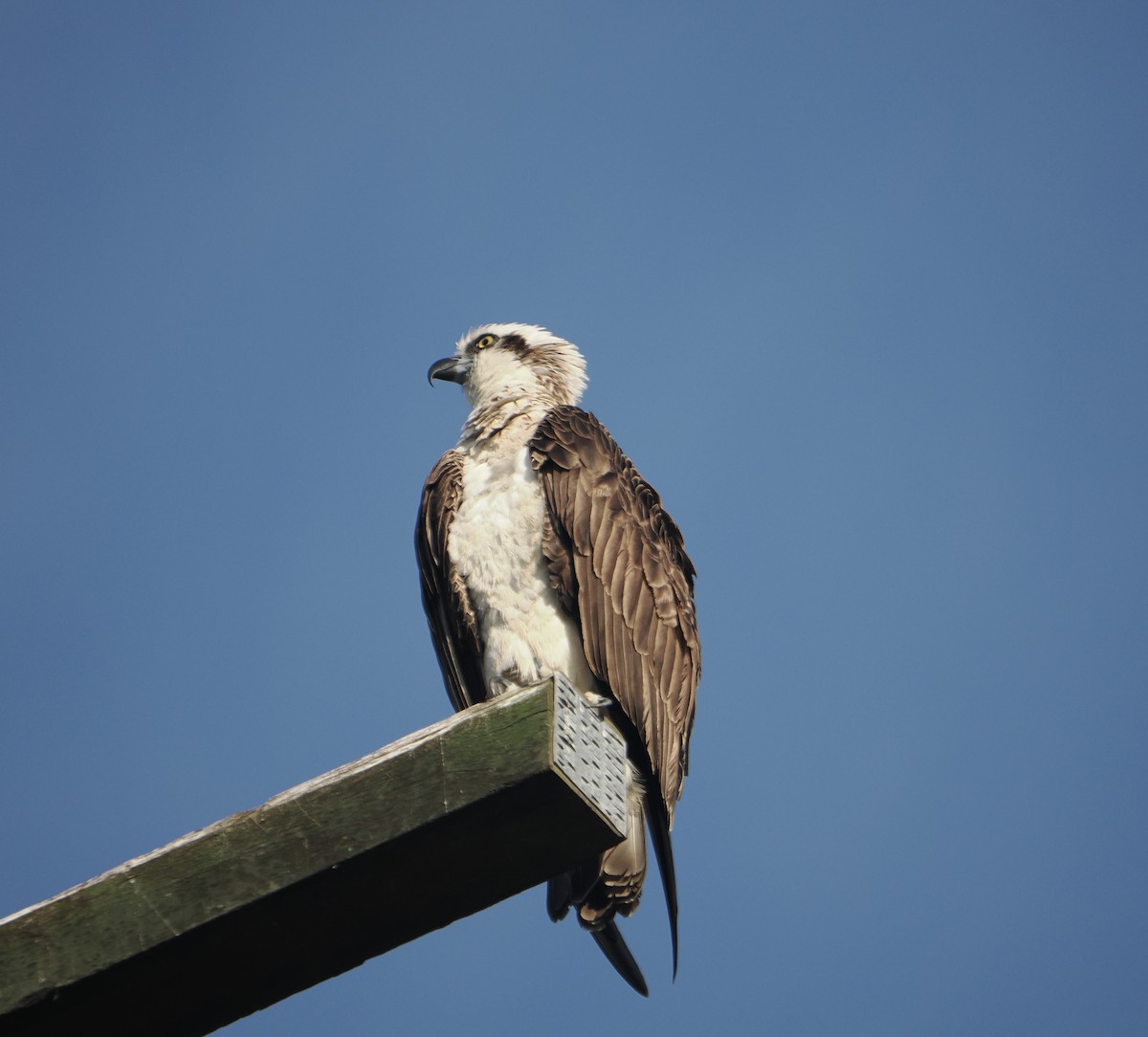 Osprey - ML645435177