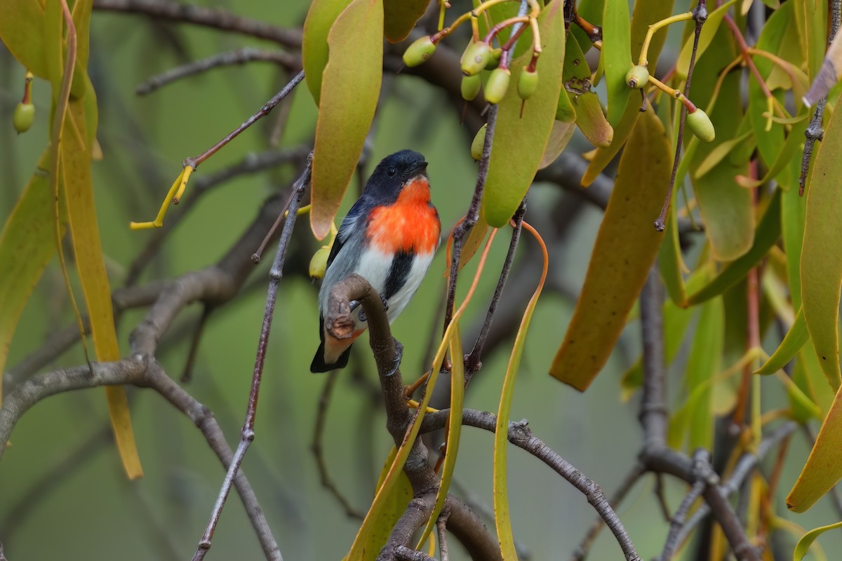 Mistletoebird - ML645435199