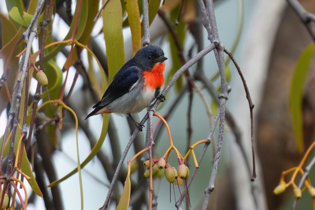 Mistletoebird - ML645435200
