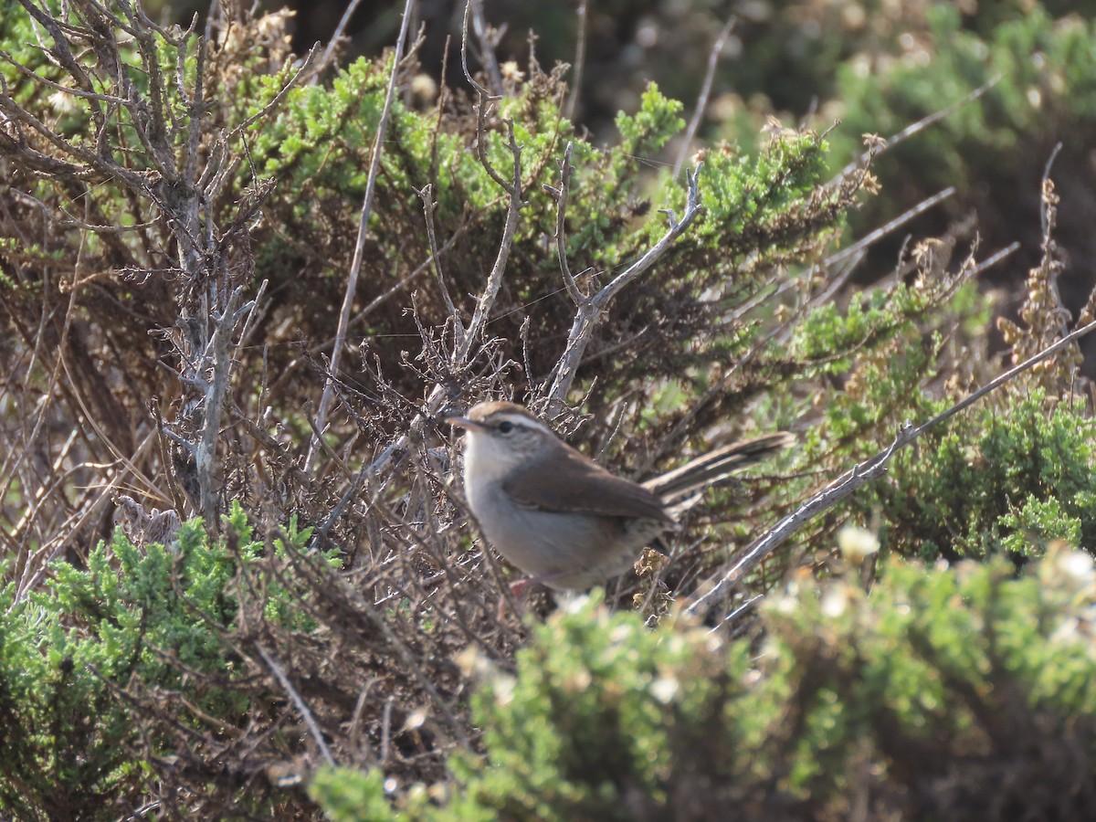 Підбуреник - ML645435202