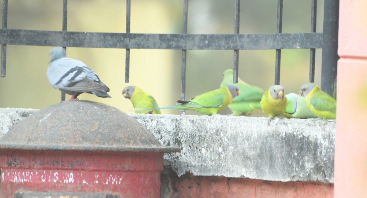 Plum-headed Parakeet - ML645435203
