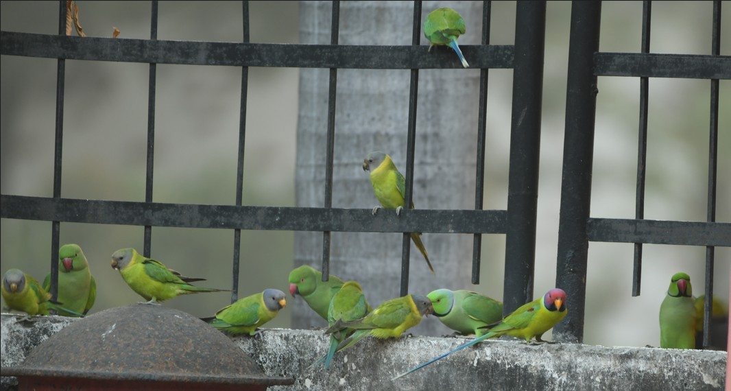 Plum-headed Parakeet - ML645435204