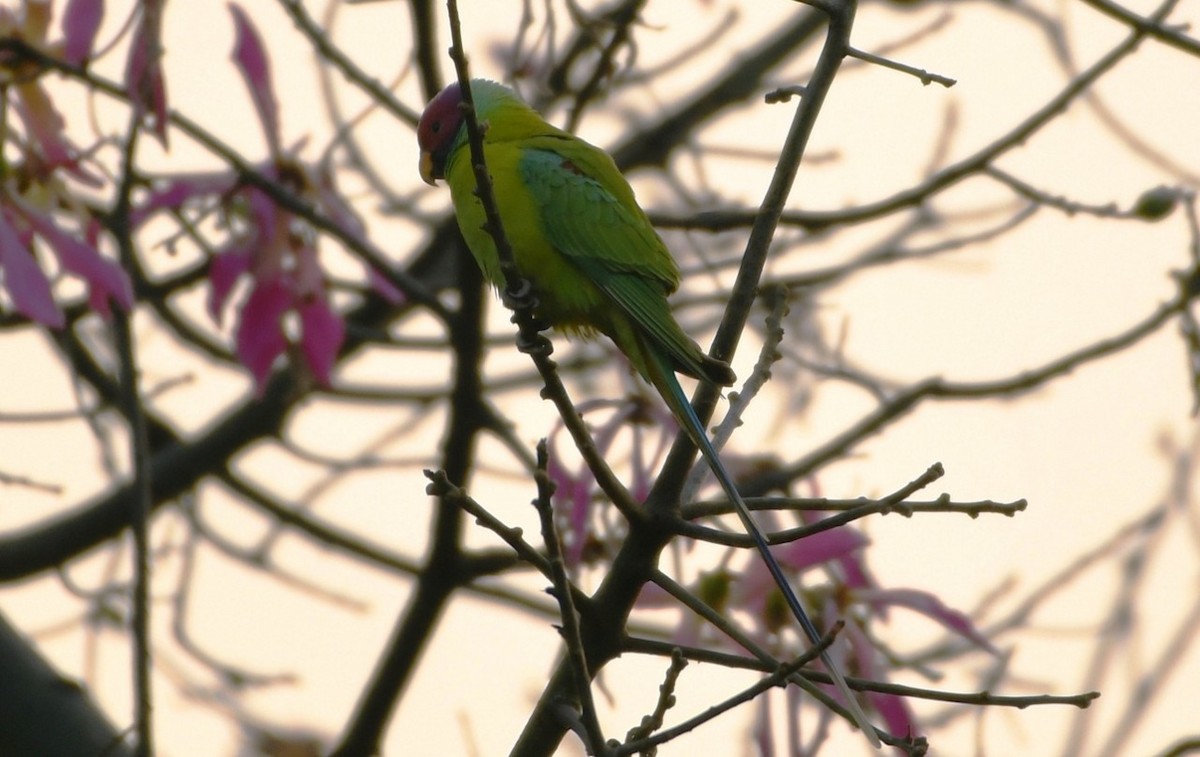 Plum-headed Parakeet - ML645435205