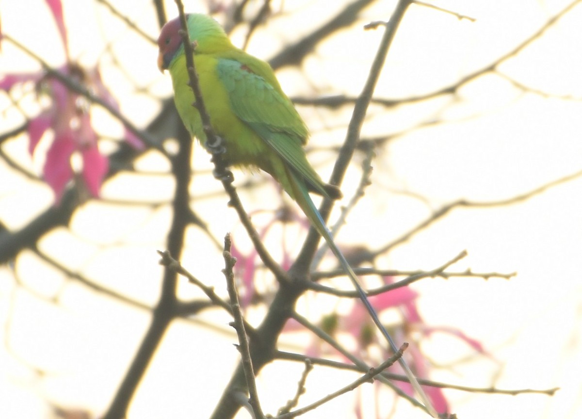 Plum-headed Parakeet - ML645435206