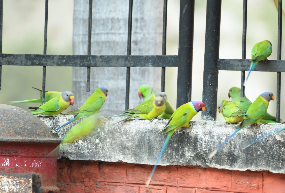 Plum-headed Parakeet - ML645435207