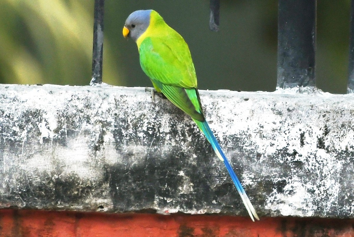 Plum-headed Parakeet - ML645435208