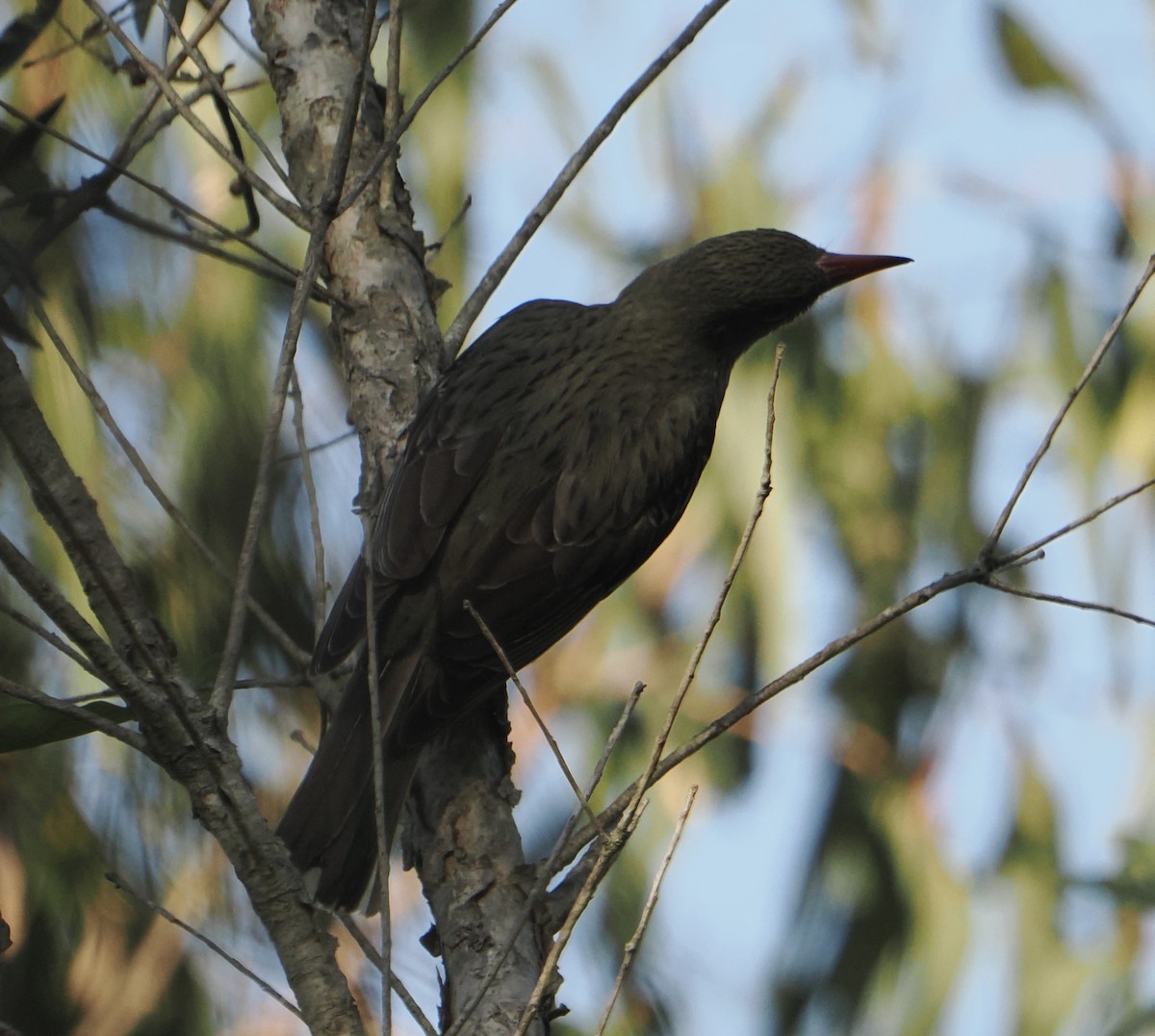 シロハラコウライウグイス - ML645435213