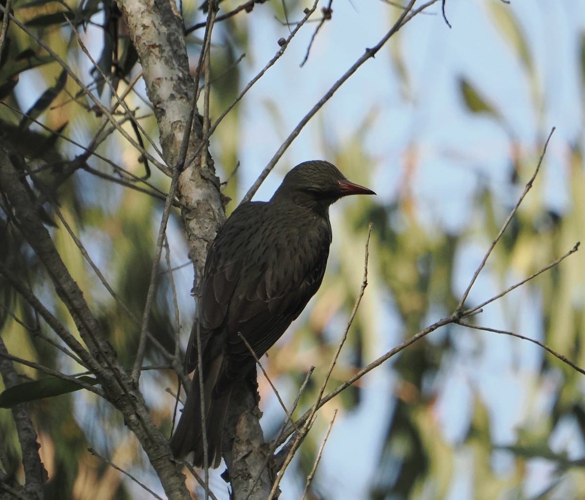 シロハラコウライウグイス - ML645435214