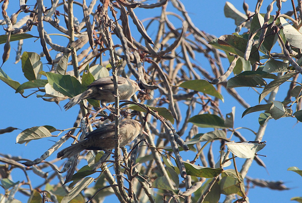 シロサボテンミソサザイ - ML645435216