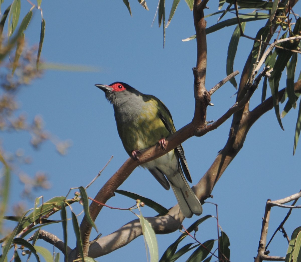 メガネコウライウグイス - ML645435217